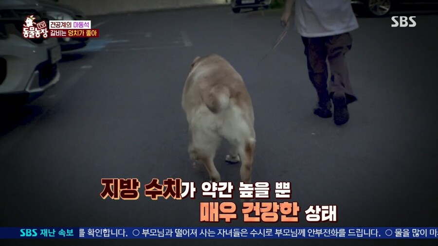 자기개 비만 아니라고 우기는 여주인..._17.png