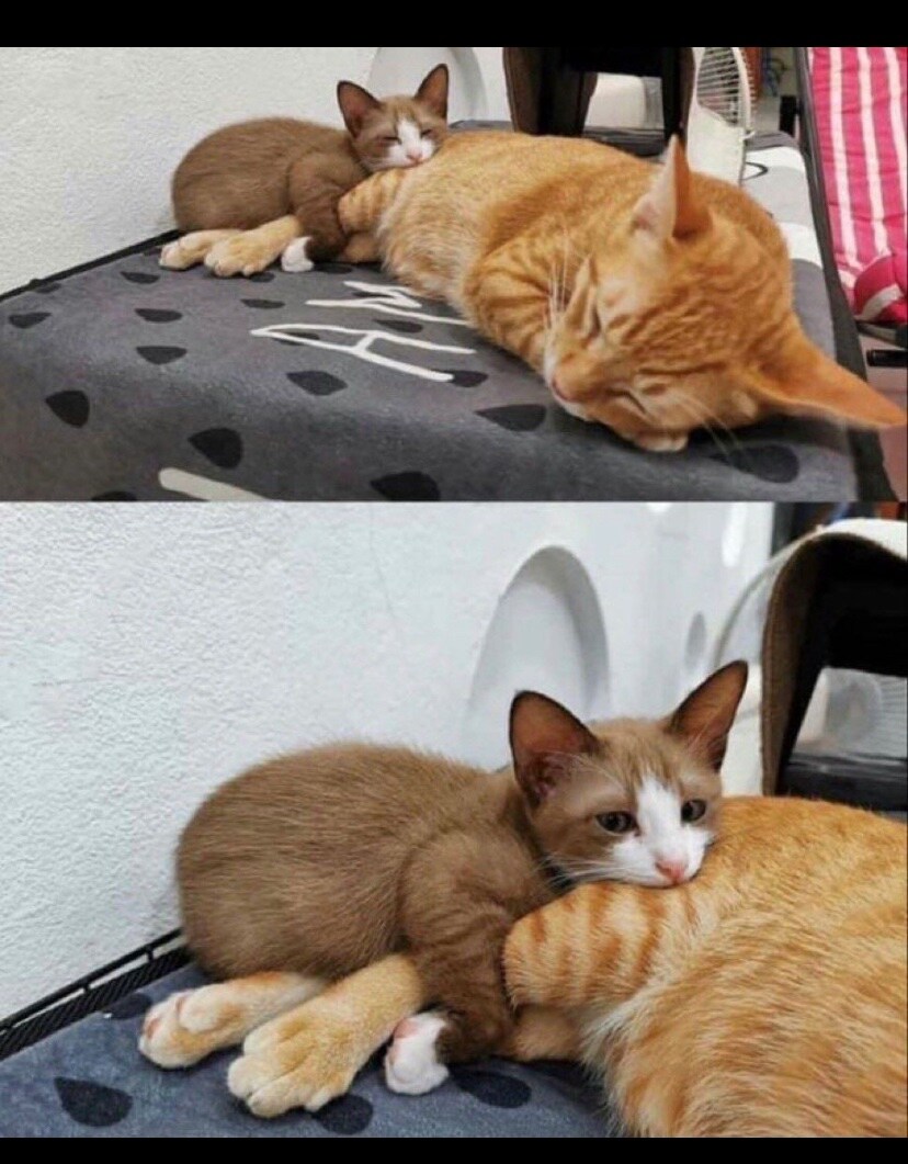 고양이: 뒷발 따뜻해...🐈_1.jpg