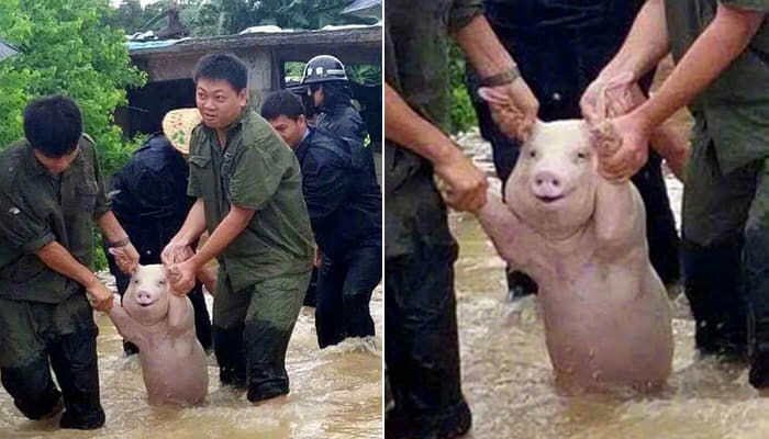 미소 돼지 ?_1.jpg