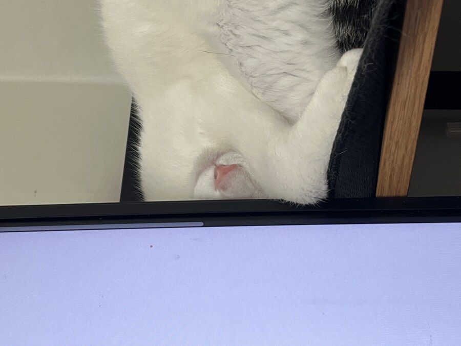 우리집 고양이 근황_2.jpg
