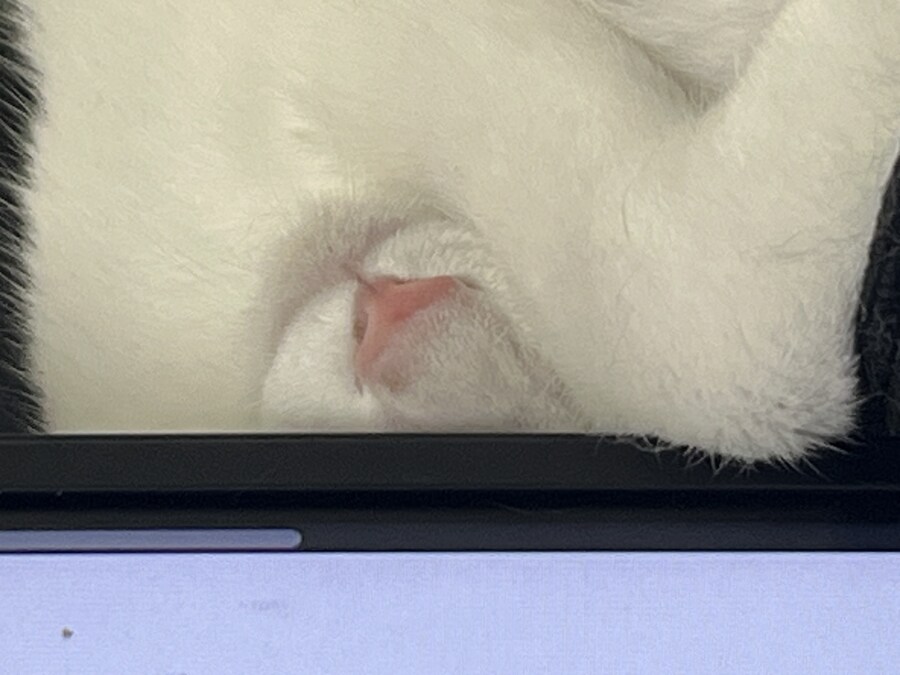 우리집 고양이 근황_3.jpg