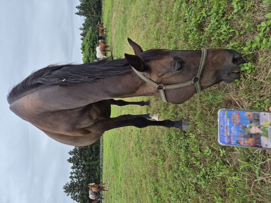 말딸 혈통 : 한섭 2부 스토리 돌입 기념_2.jpg