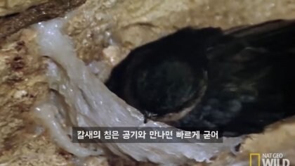 제비집의 충격적인 사실 특.jpg_1.jpg