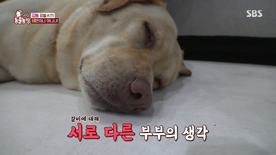 반려견 돼지 만들어 놓고 비만 아니라고 우기는 여자_9.png