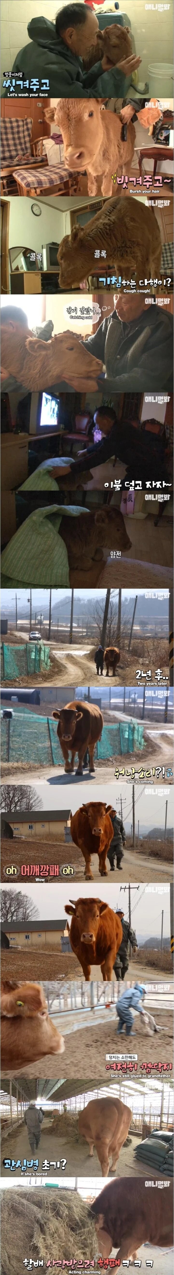 할아버지가 지극정성으로 키우던 송아지 근황_2.jpg