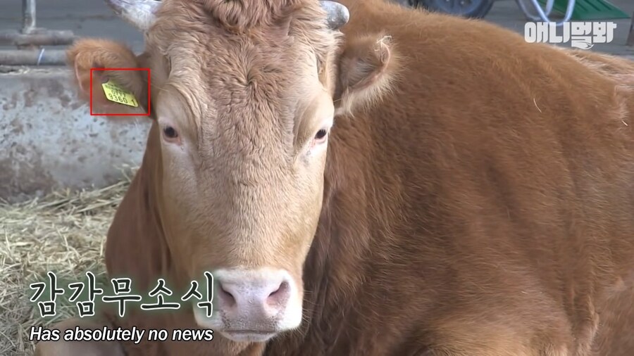 할아버지가 지극정성으로 키우던 송아지 근황_4.jpg