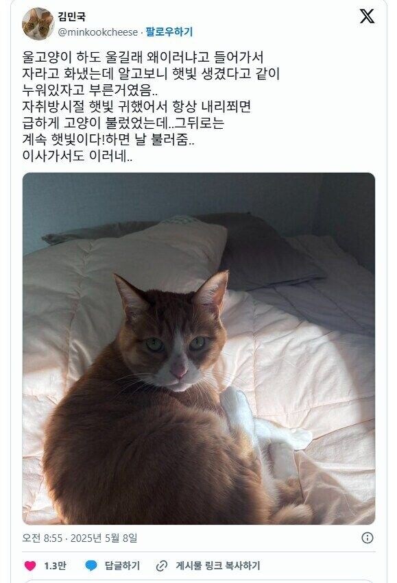 고양이가 계속 부르는 이유 jpg._1.jpg