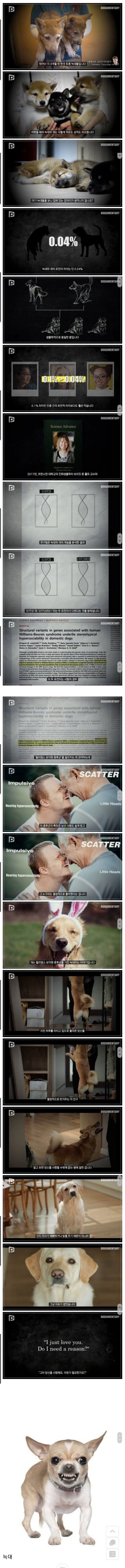 늑대와 개를 구분짓는 단 0.04%의 차이_1.jpg