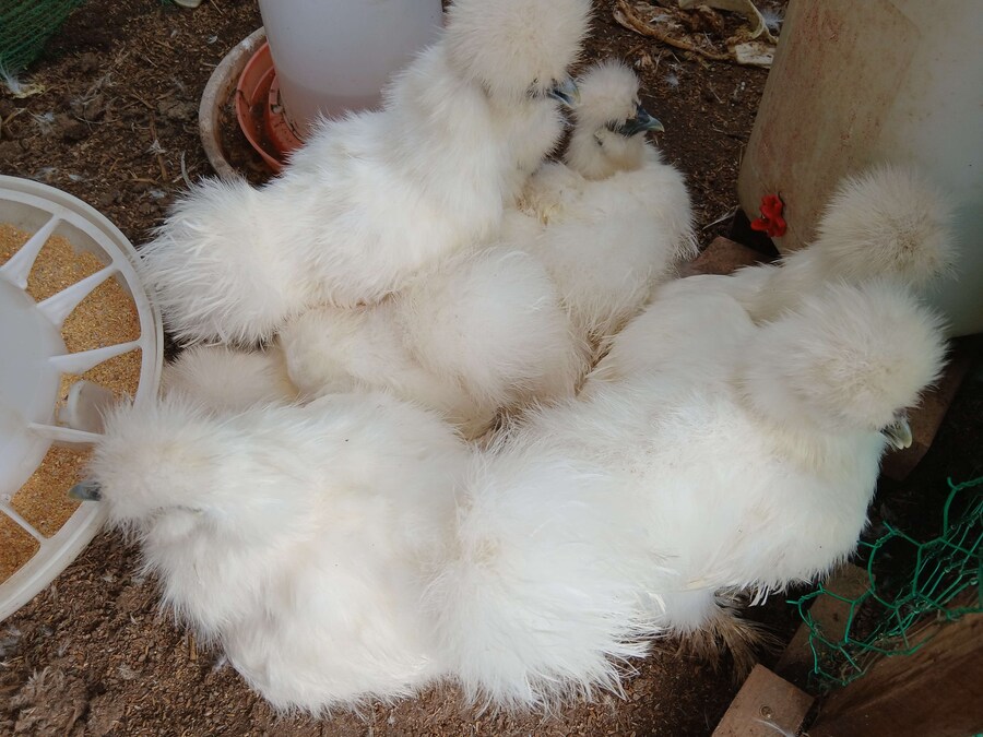 리노아 몰래 올리는 우리집 중병아리들_1.jpg