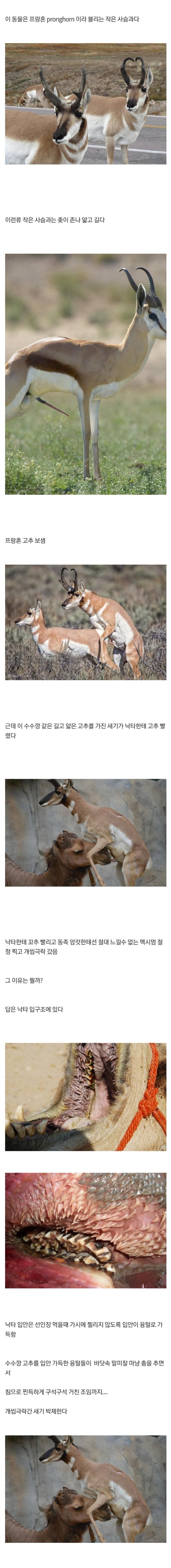 ㅇㅇㄱ) 이게 그 서로 빤다는 이야기지?_1.jpg