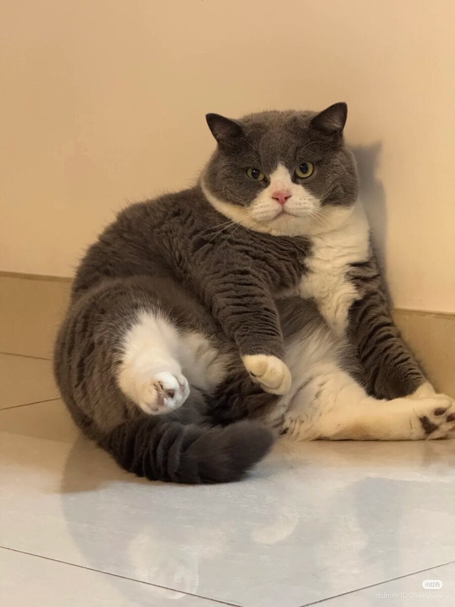 고양이: 허어...그만 쳐다봐 🐈_1.jpg