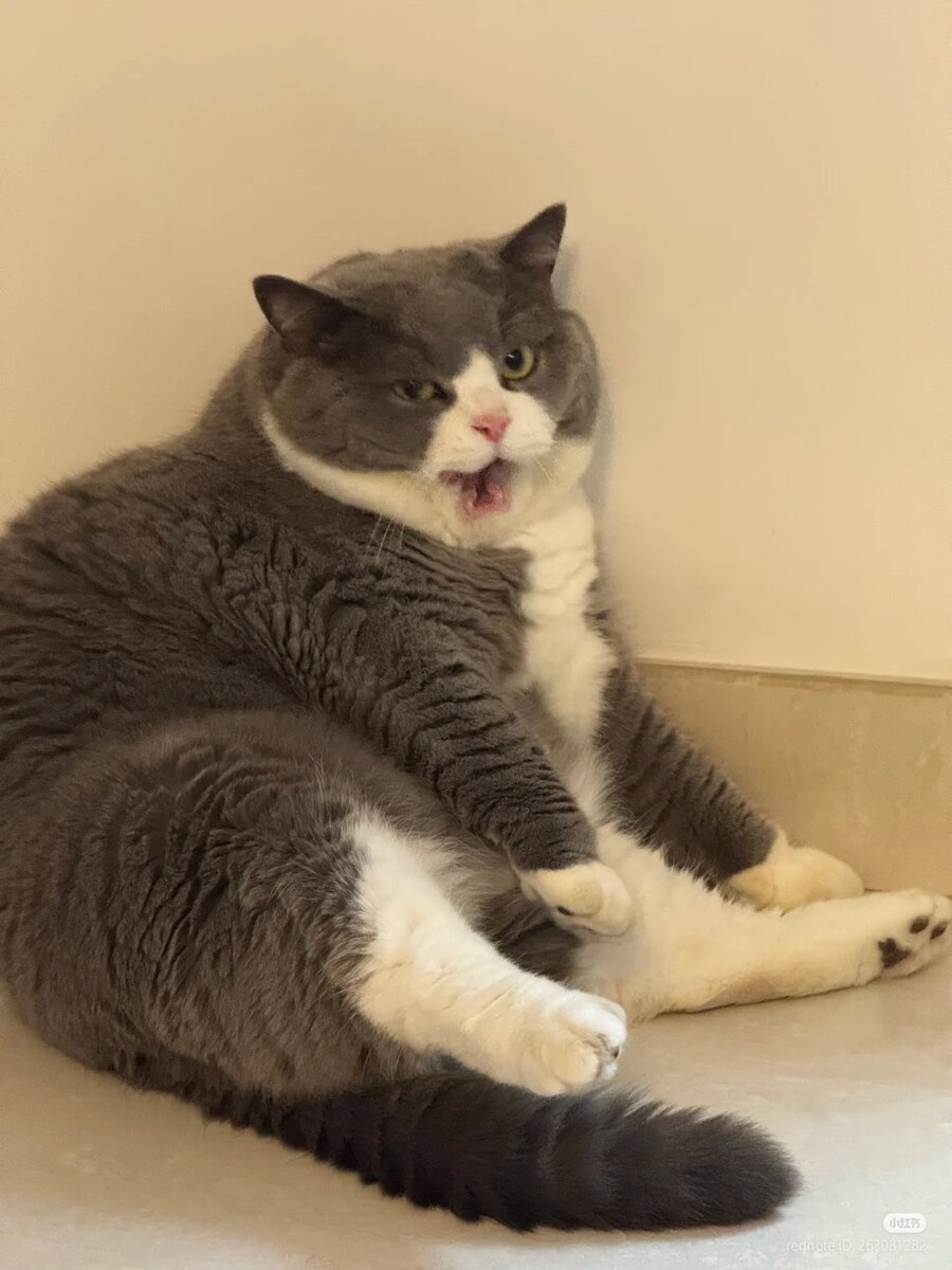 고양이: 허어...그만 쳐다봐 🐈_2.jpg