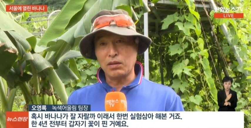 바나나가 자라는 서울 근황.jpg_1.jpg