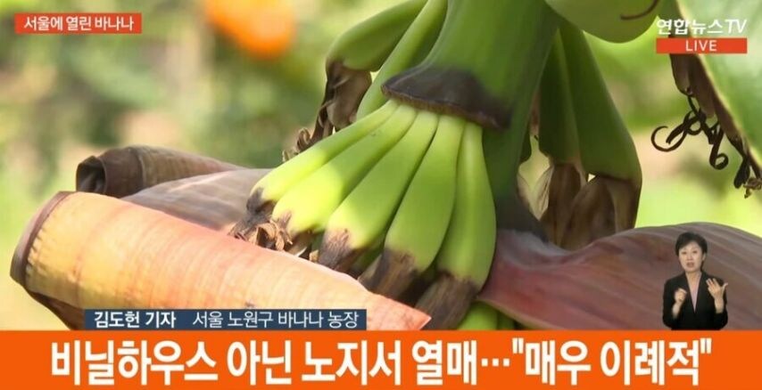바나나가 자라는 서울 근황.jpg_4.jpg