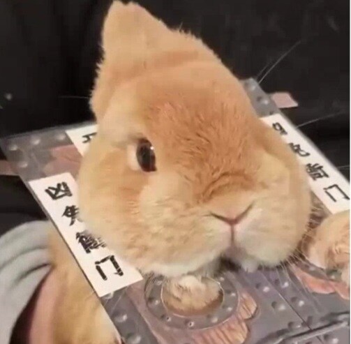과일 채소 훔쳐먹은 범인(?) 수사.gif_1.jpg