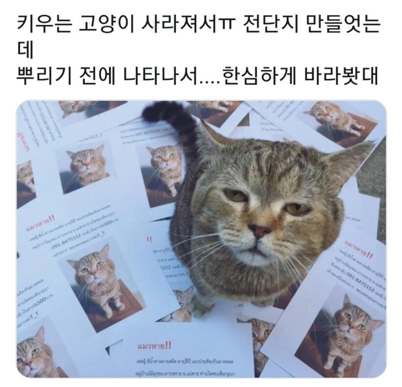"집사야... 니 뭐하냥..."_1.jpg