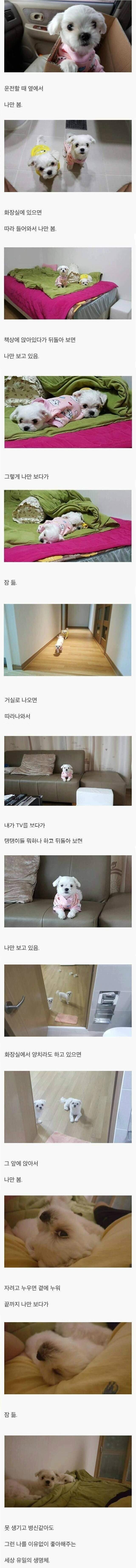 사람들이 애완동물 키우는 이유._1.jpg