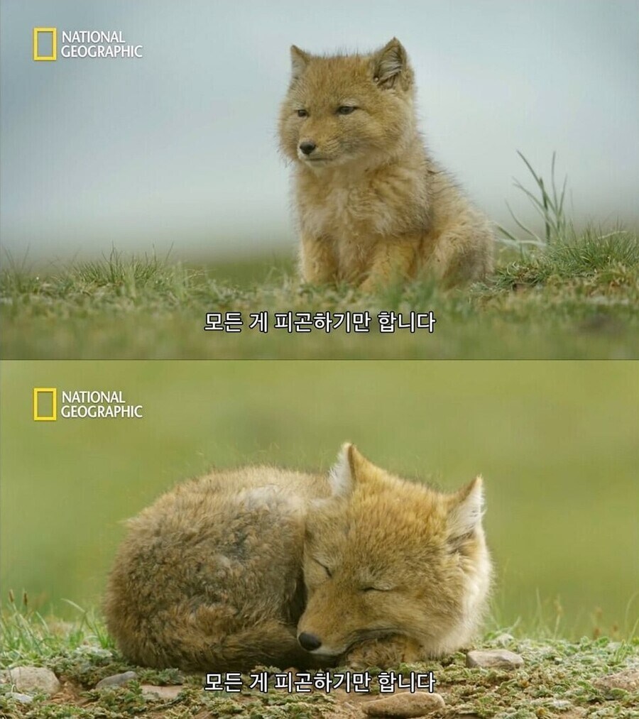 소전 움사공 같은 케이스도 있긴 하니_1.jpg