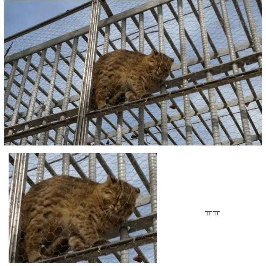 절망 사이에 끼인 칡ㅠㅠ😿_1.jpg