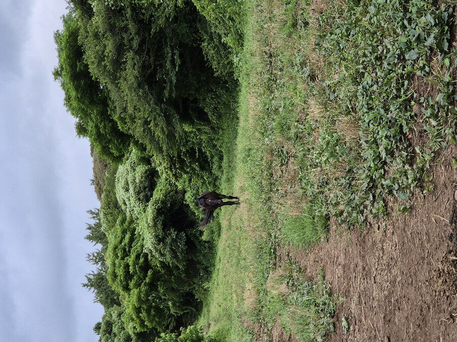 K-경마, 말딸 혈통) 제주도에서 지내고 있는 어드마이어 베가의 친조카 근황._1.jpg