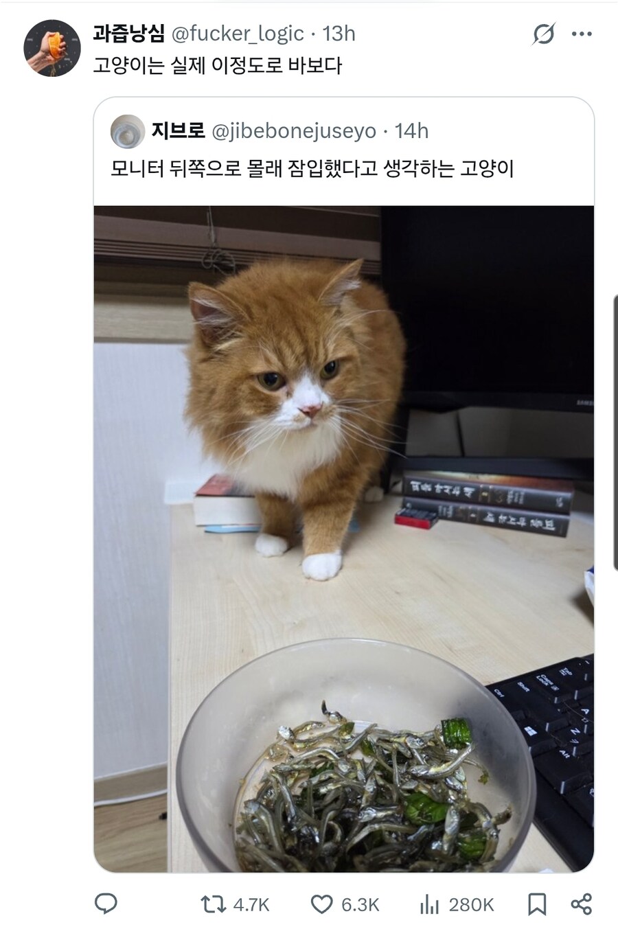 바보같은 고양이 사진_1.jpg