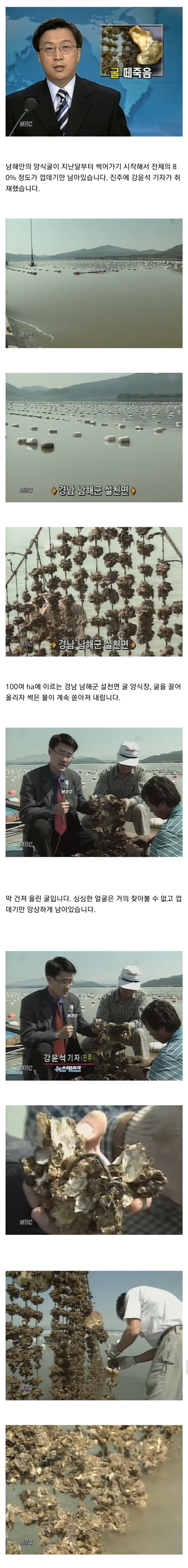 1998년 굴 떼죽음 사건.jpg_1.jpg