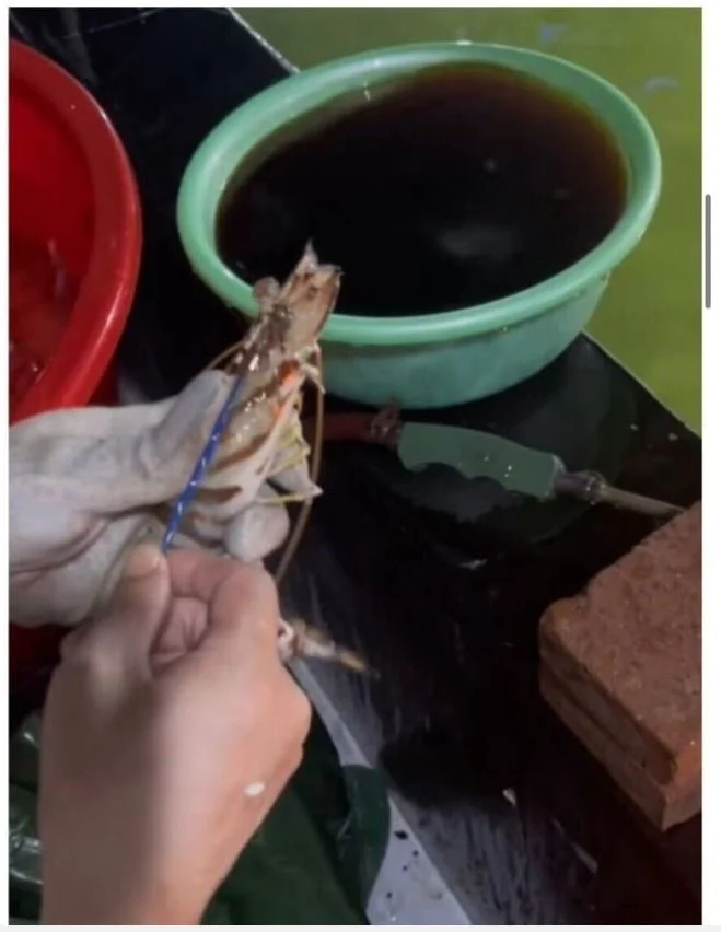 타이거새우 양식법_2.webp