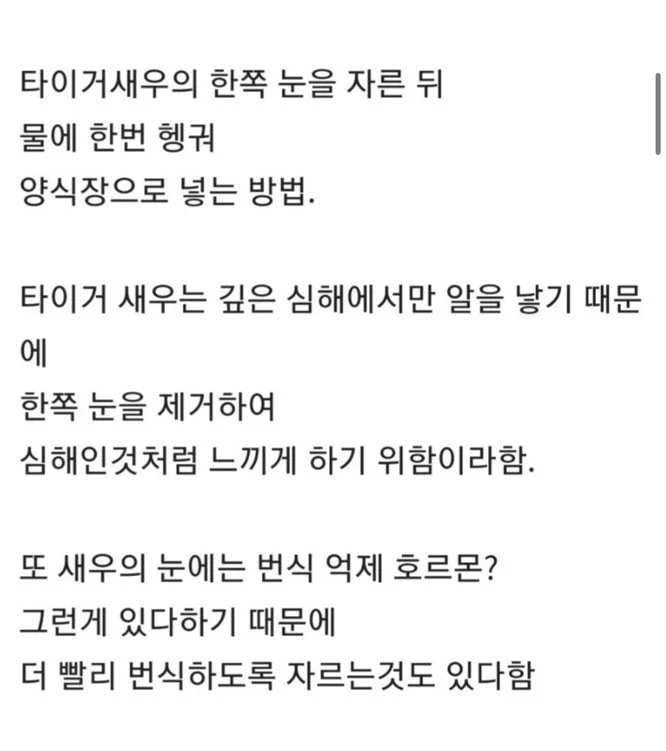 타이거새우 양식법_3.webp