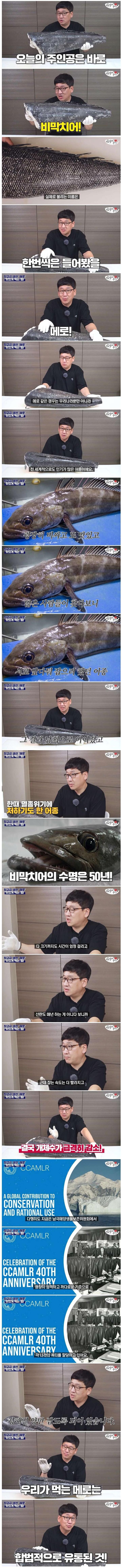 너무 맛있어서 멸종까지 될 뻔했었다는 생선_1.jpg