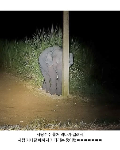 기둥에 가려져서 하나도 안 보이는 아기 코끼리.jpg_1.webp