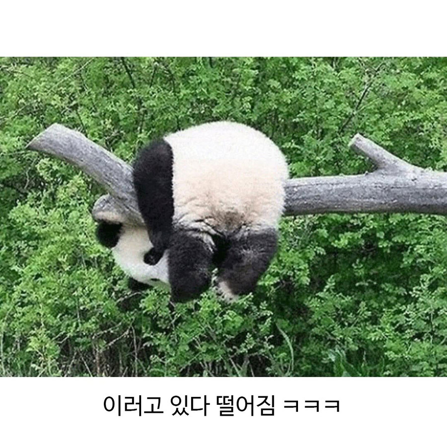 아기 판다가 나무에 올라가면_3.jpg
