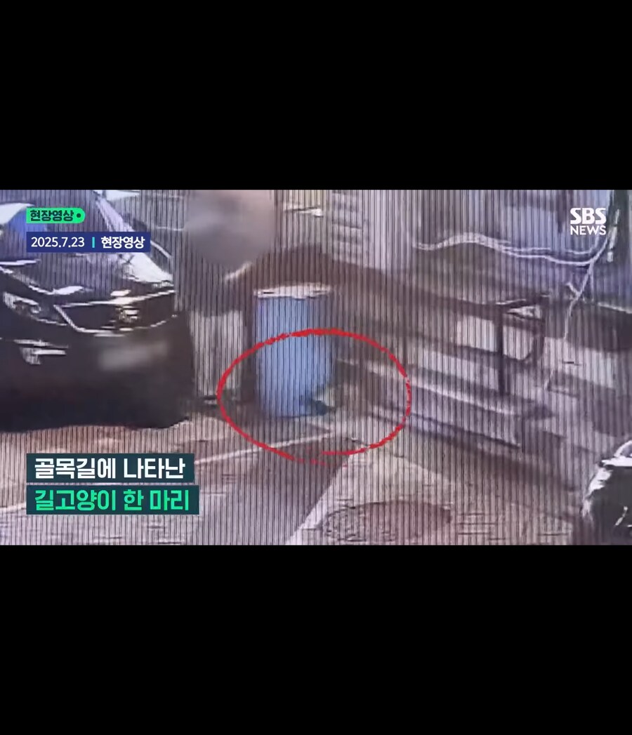 고양이가 할퀴어서 화가나 고양이를 죽인 남성_2.jpg