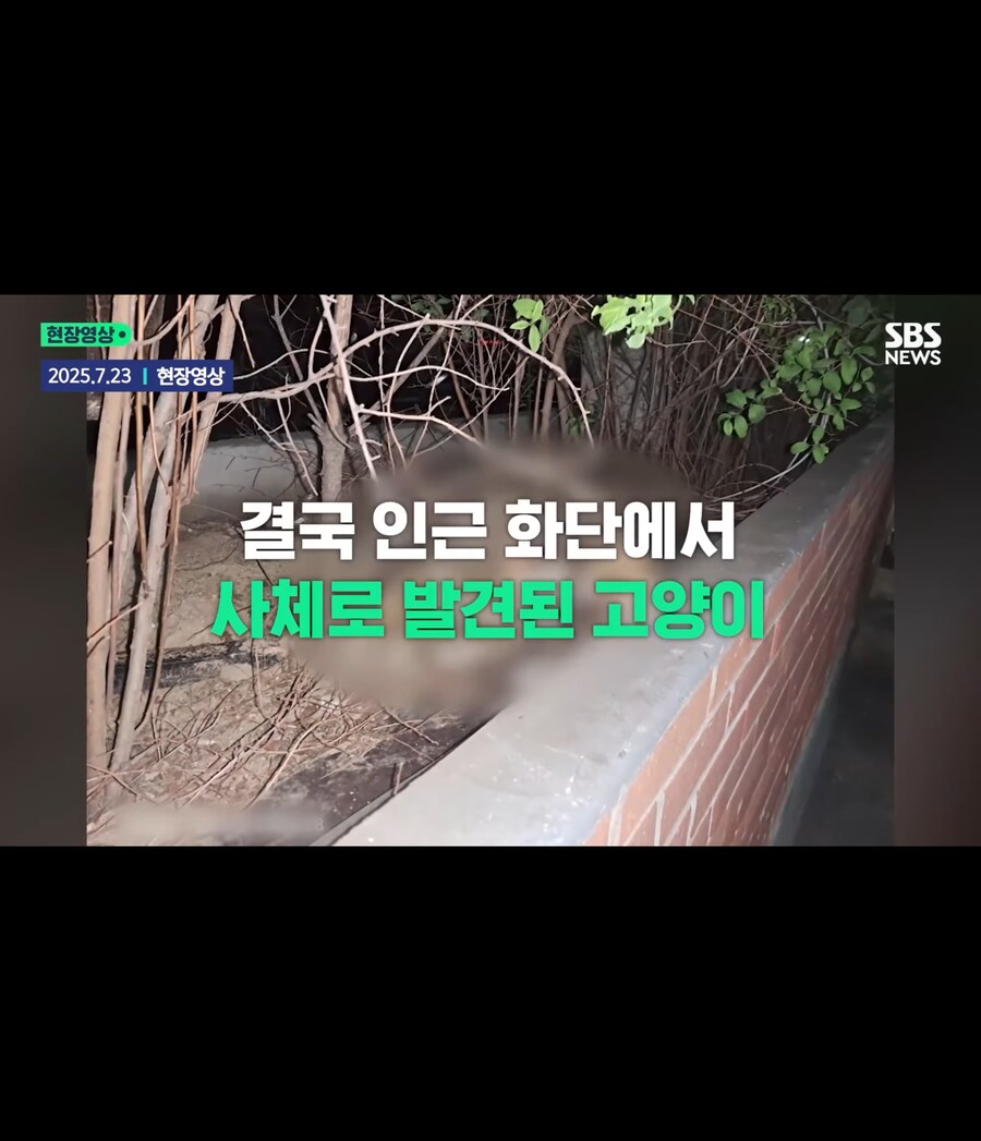 고양이가 할퀴어서 화가나 고양이를 죽인 남성_10.jpg