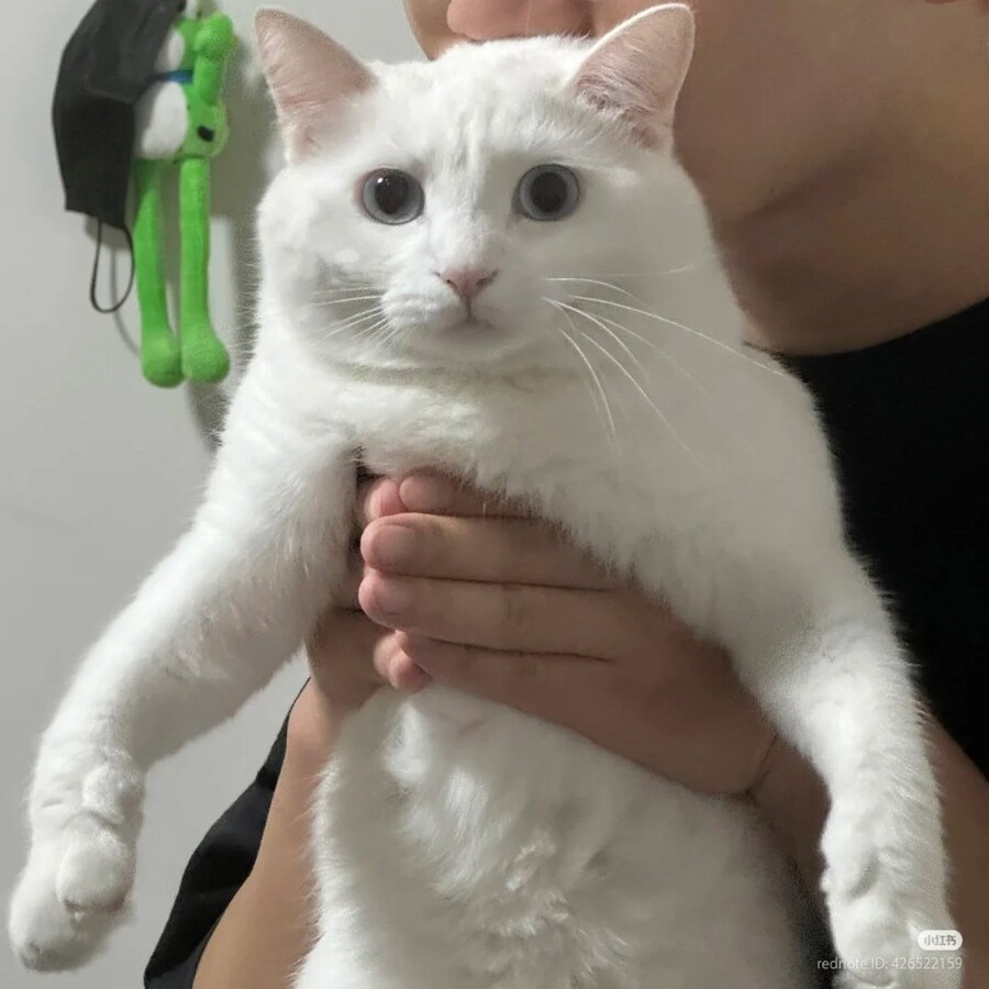 고양이: 어이, 내 뒷통수에 뭔가 축축한게 닿고 있어 🐈_1.jpg
