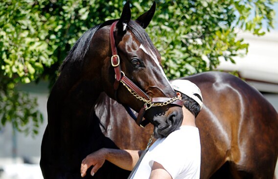 경마) 미국 말딸 캐릭터 나온다면 재밌는점._2.jpg
