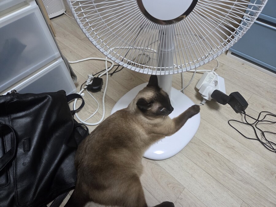 이번 더위가 끝나면 우리집 모카 엄청 서운해 할 것 같아요_1.jpg