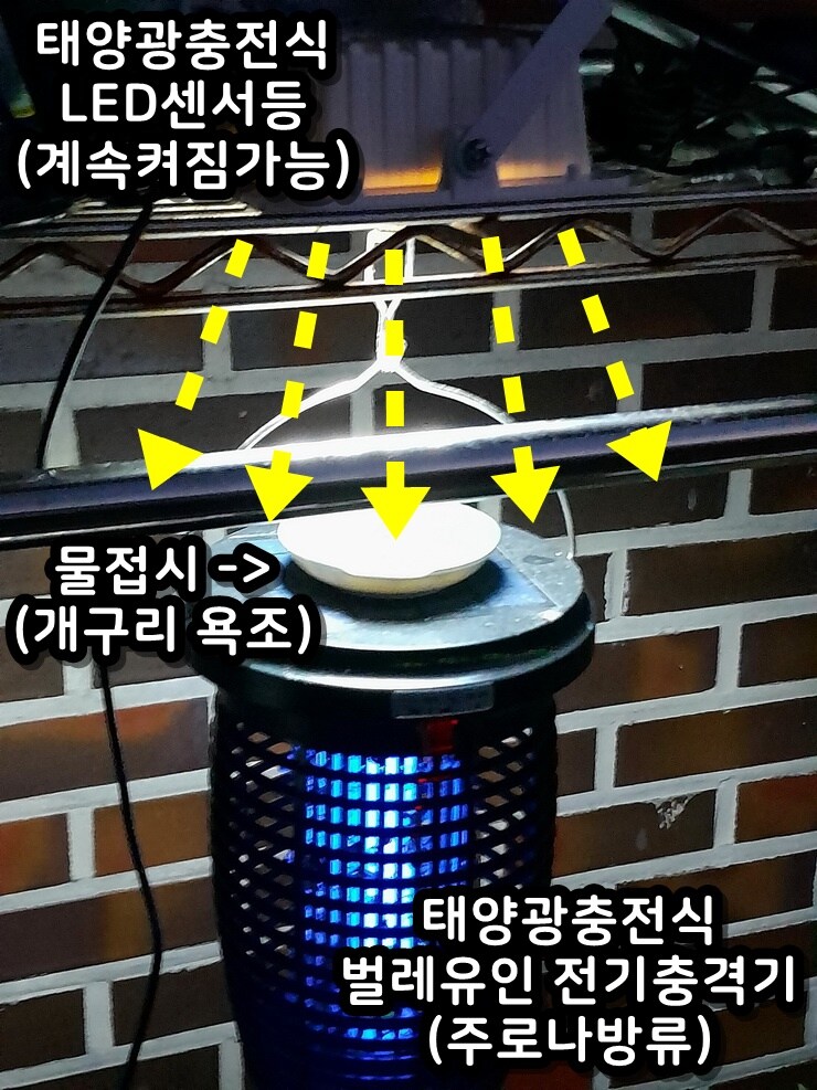 이 뜨거운날 냉탕에서 영업시간 기다리는 개구리_2.jpg