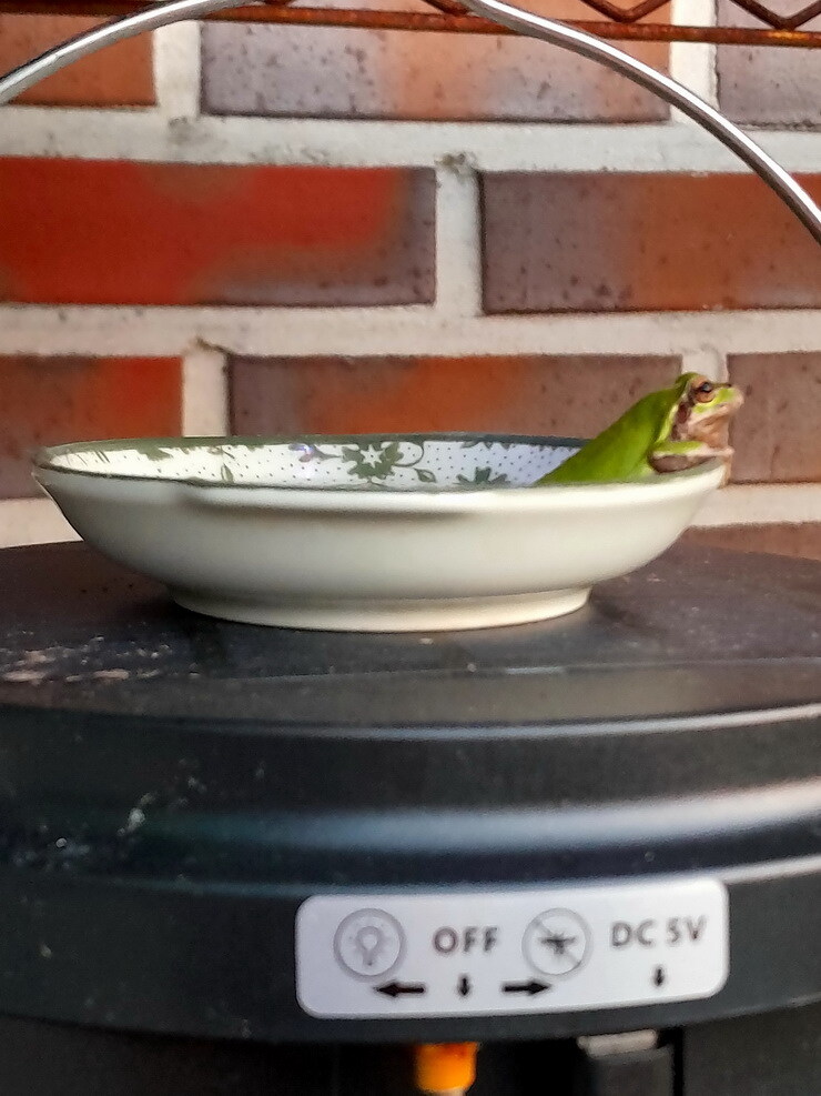 이 뜨거운날 냉탕에서 영업시간 기다리는 개구리_3.jpg