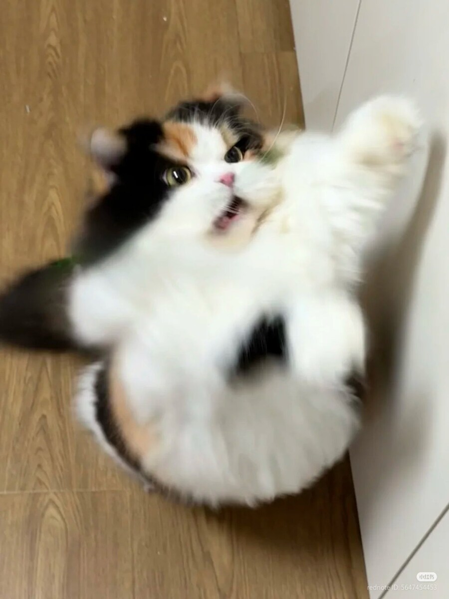 삼색 고양이의 묵직한 공격🥊_1.jpg