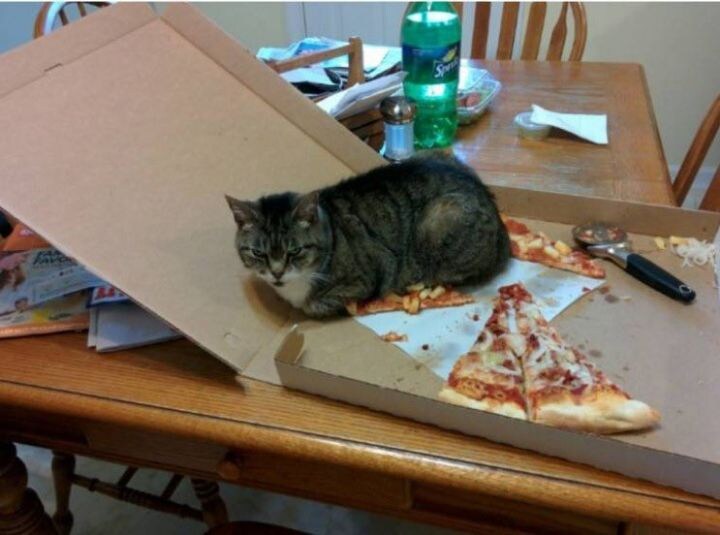 따뜻하기만 하면 장땡인 고양이_1.jpg