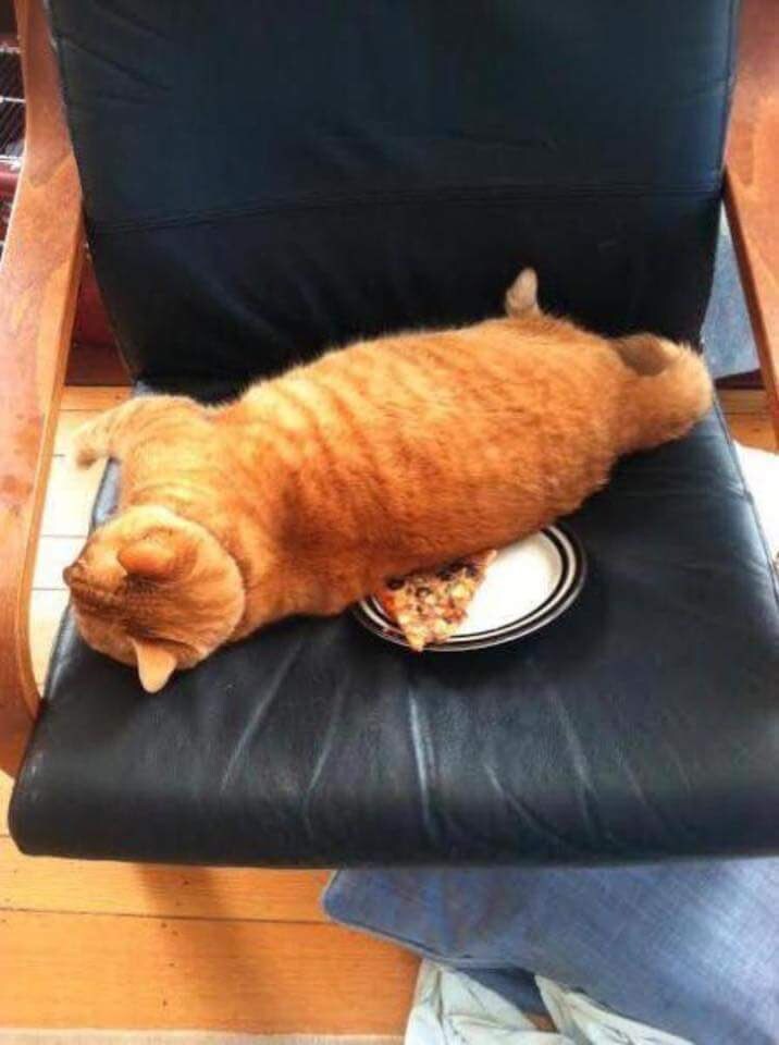 따뜻하기만 하면 장땡인 고양이_2.jpg