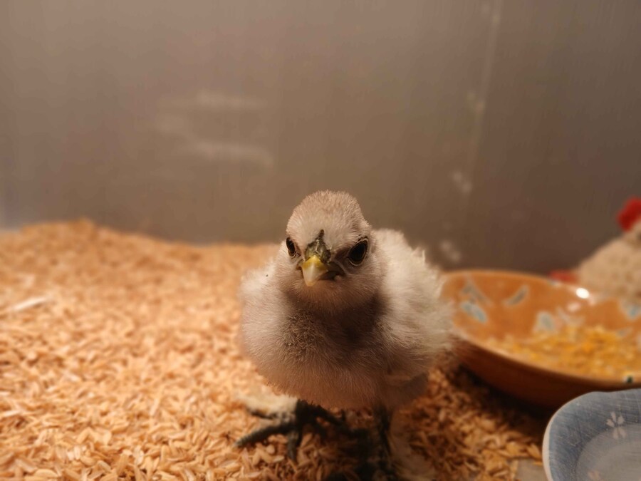 리노아 몰래 올리는 작은 병아리_4.jpg