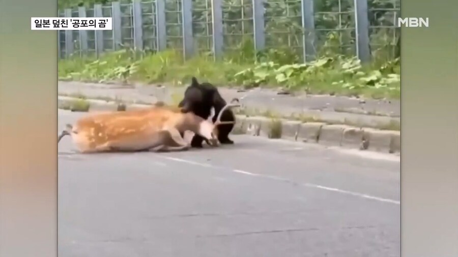 일본 곰 보험 상품 등장