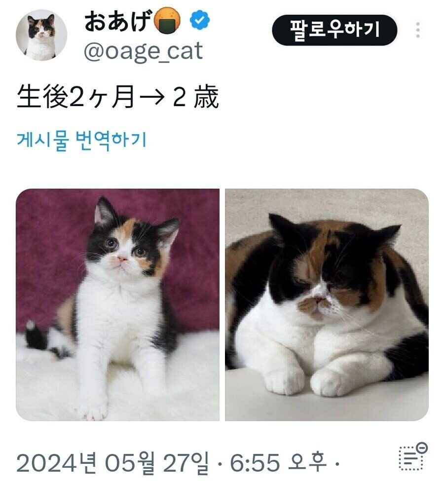 고양이 역변 레전드.jpg_2.jpg