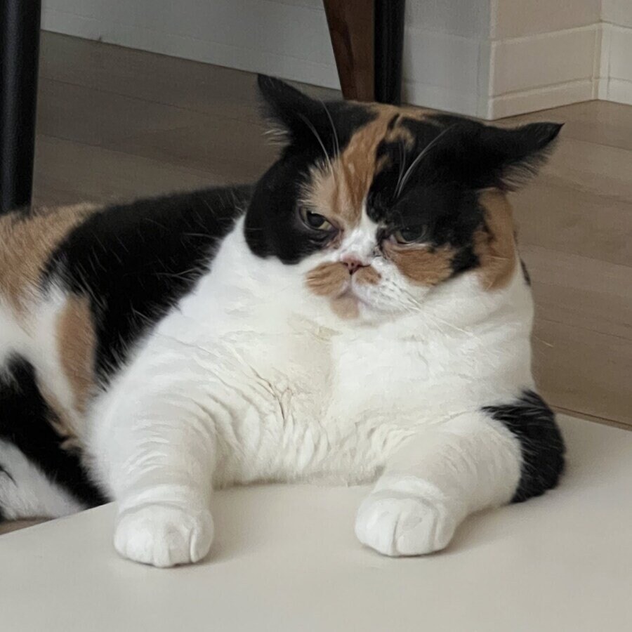 고양이 역변 레전드.jpg_3.jpg