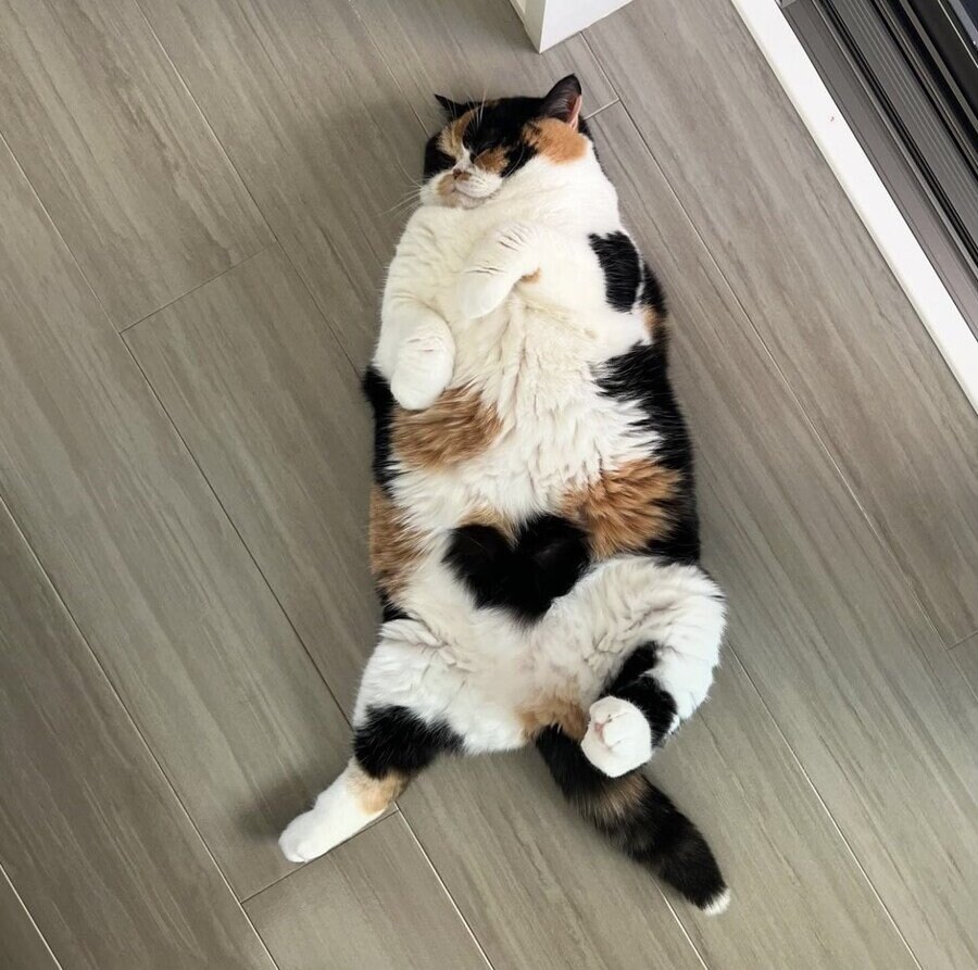 고양이 역변 레전드.jpg_5.jpg
