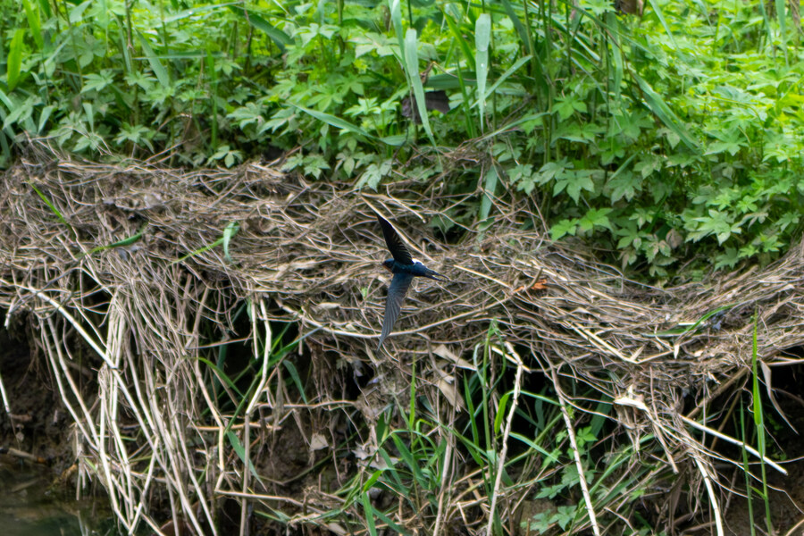 5월, 김포장릉 탐조_5.jpg