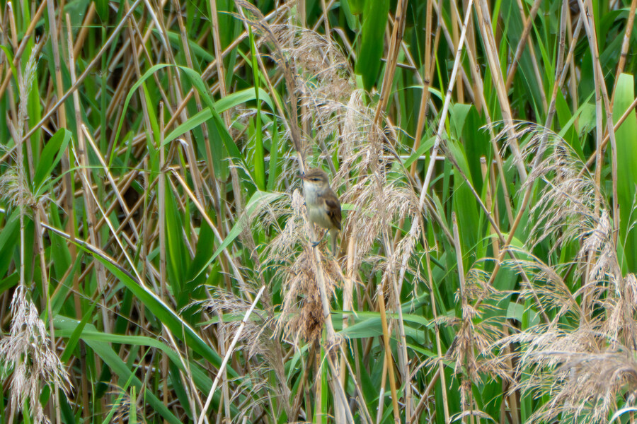 5월, 김포장릉 탐조_6.jpg