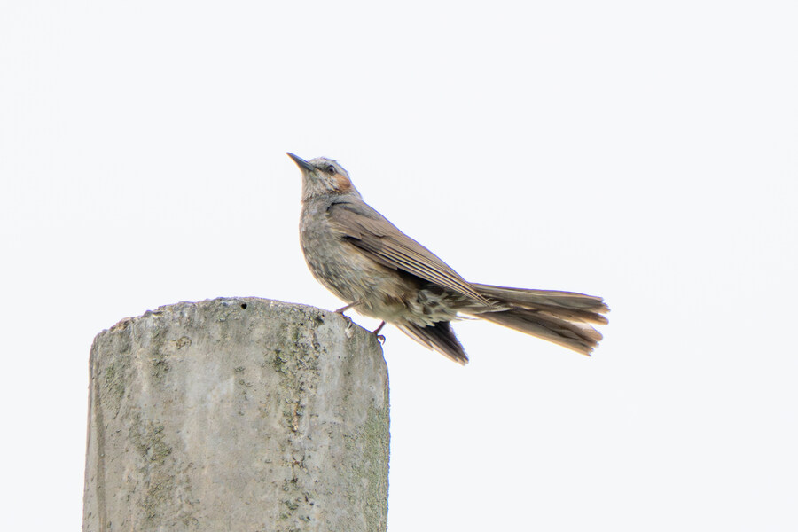 5월, 김포장릉 탐조_9.jpg