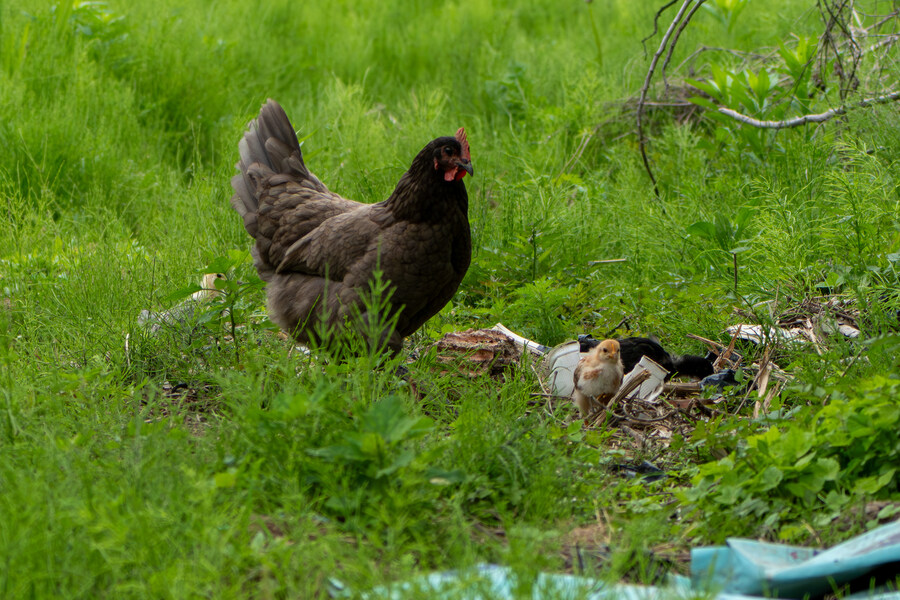 5월, 김포장릉 탐조_10.jpg